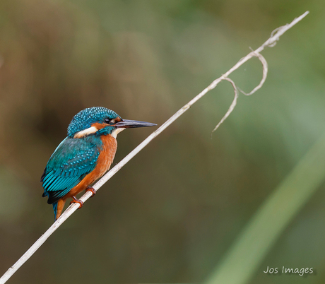 IJsvogel