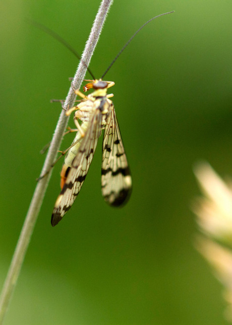 Gragspriet met insect