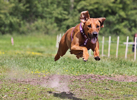 flying ridgeback