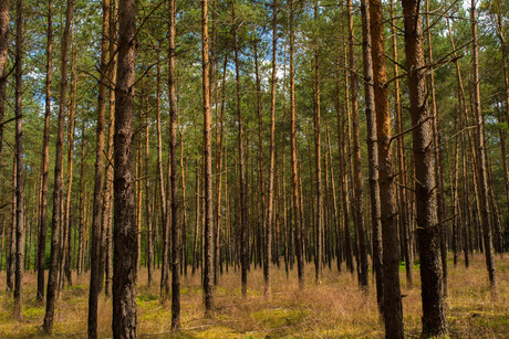 Veluwe