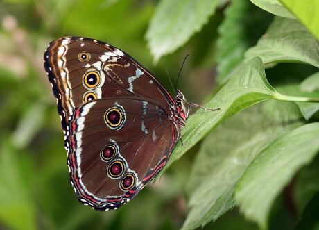 Morpho helenor peleides