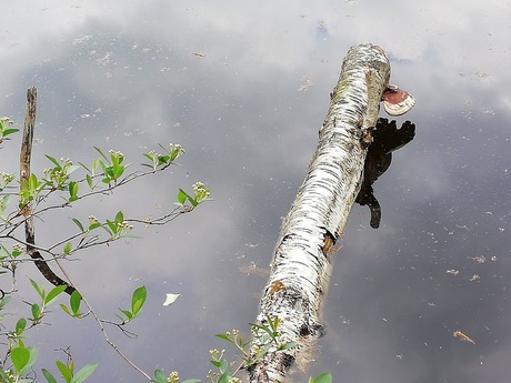 stam in het water