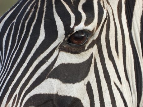 Zebra in Akagera Park Rwanda