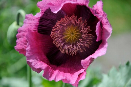 Papaver