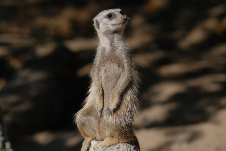 Rotterdam Zoo