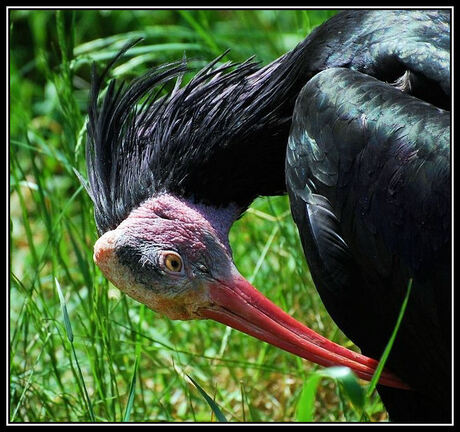 close-up poetsende Kaalkop Ibis