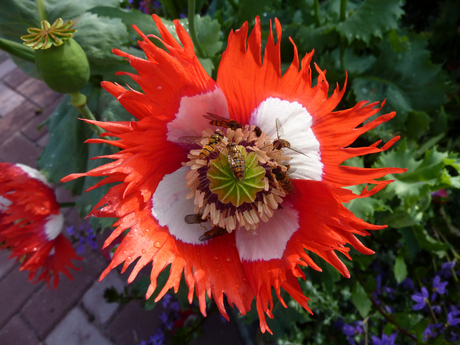 Papaver en z'n bezoekers