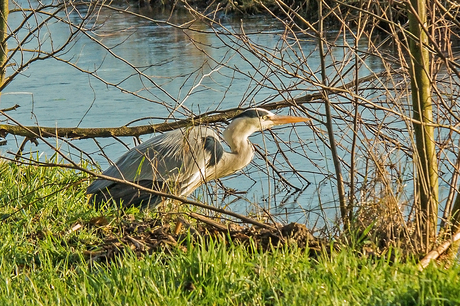 Reiger in start houding.