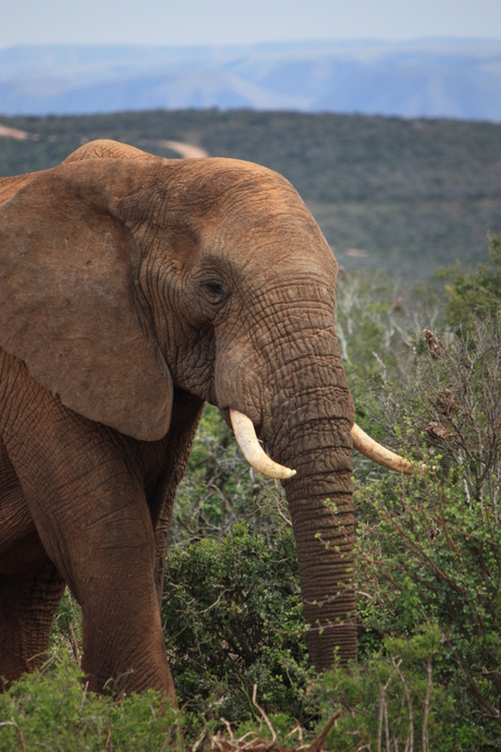 Olifant langs de weg