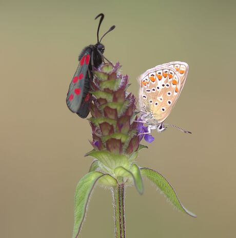 Icarusblauwtje- St.Jans vlinder