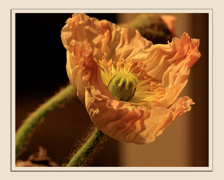 Bloem papaver