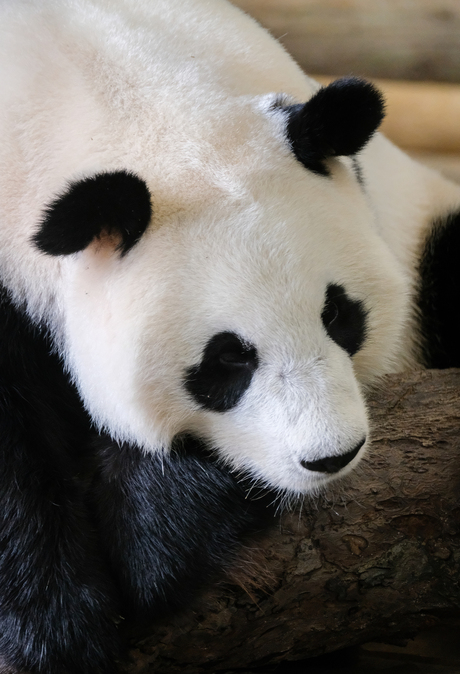 Panda Ouwehands Dierenpark