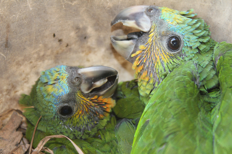 Baby parrots