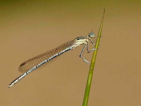 Blauwe breedscheenjuffer