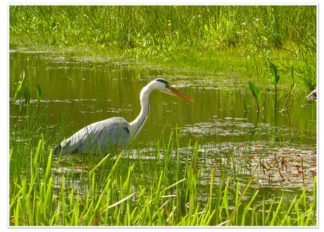 Reiger