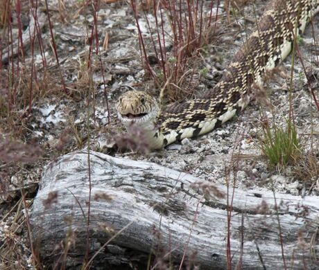 Bullsnake Yellowstone NP Amerika