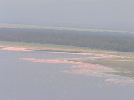 Flamingo's lake nakuru Kenia