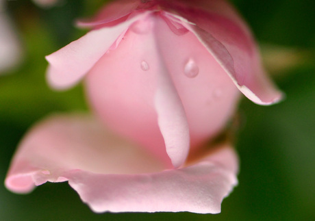 Grapje van de natuur