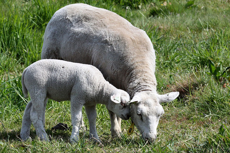 Lammetje veilig bij moeder schaap