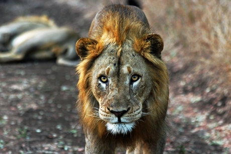 Leopard Mountain Game Lodge - Lion