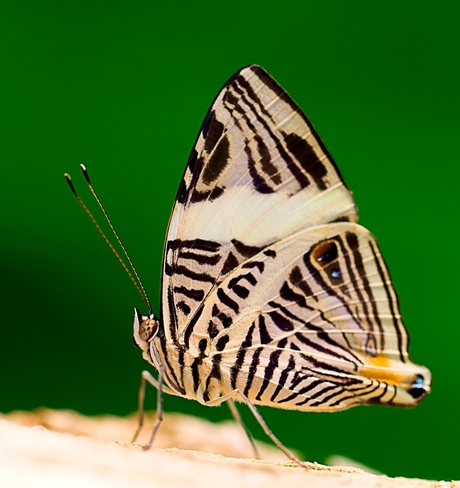 Vlindertuin Artis