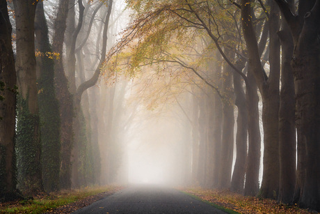 Weg in de mist met herfstkleuren