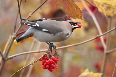 Pestvogel 3