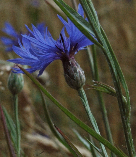 blauwe korenbloem