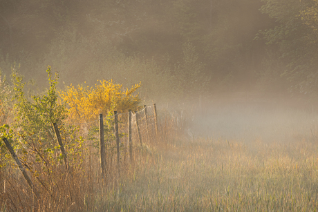 Magic morning