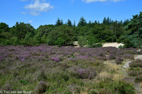 Wat stond de heide toch mooi dit jaar