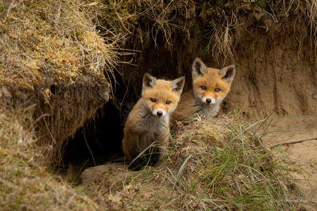 Vosjes