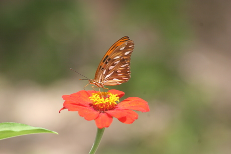 Tropische vlinder in Suriname