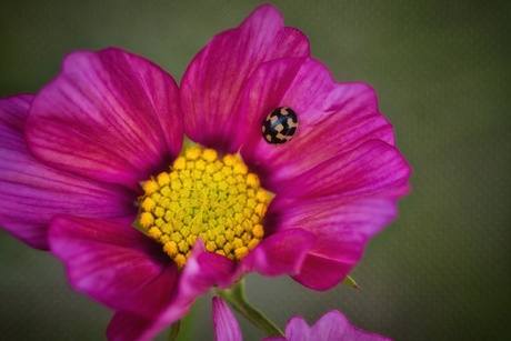 Cosmos bipinnatus 