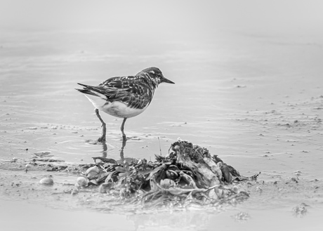 Steenloper bij Schiermonnikoog 