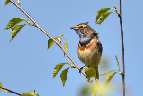 Blauwborst