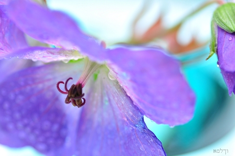 Geranium