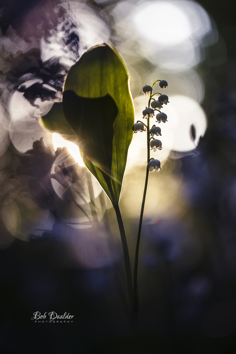 Tijdens zonsondergang