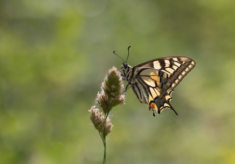Nog maar een keertje...