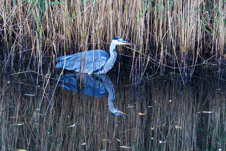 Blauwe reiger (Ardea Cinerea) 