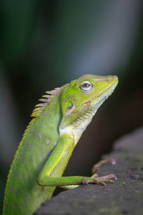 Close up Lizard 