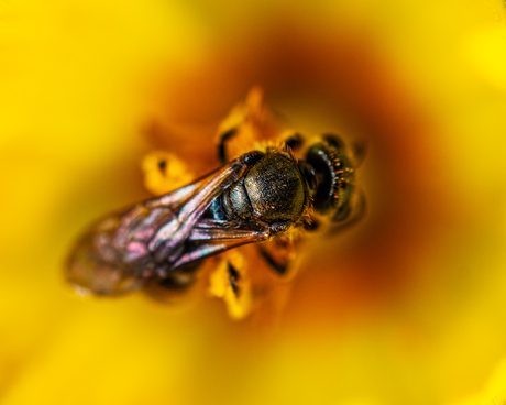 Bee