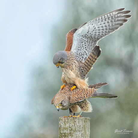 Acrobaten op de paal-2