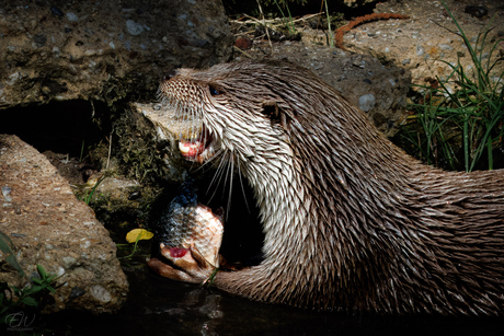 Europese otter aan de lunch