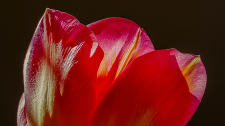Rode Tulp