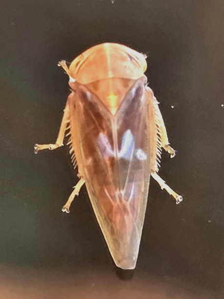 Tremulicerus vitreus