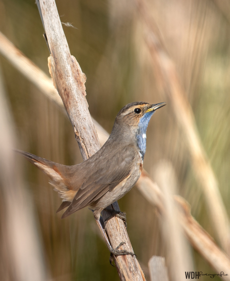 Blauwborst 