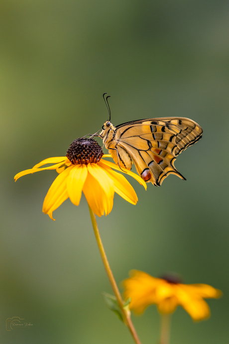 Genieten op een mooi geel bloemetje