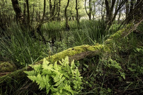 Detail in de Zeepeduinen