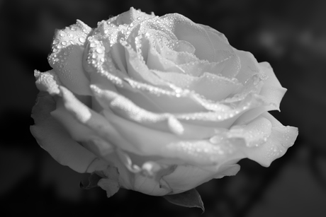 The Rose