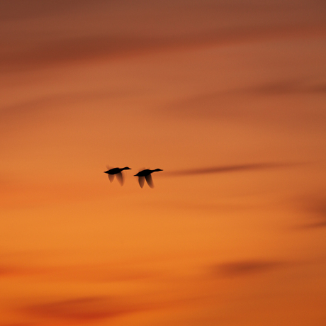 flying ducks
